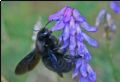 Xylocopa violacea